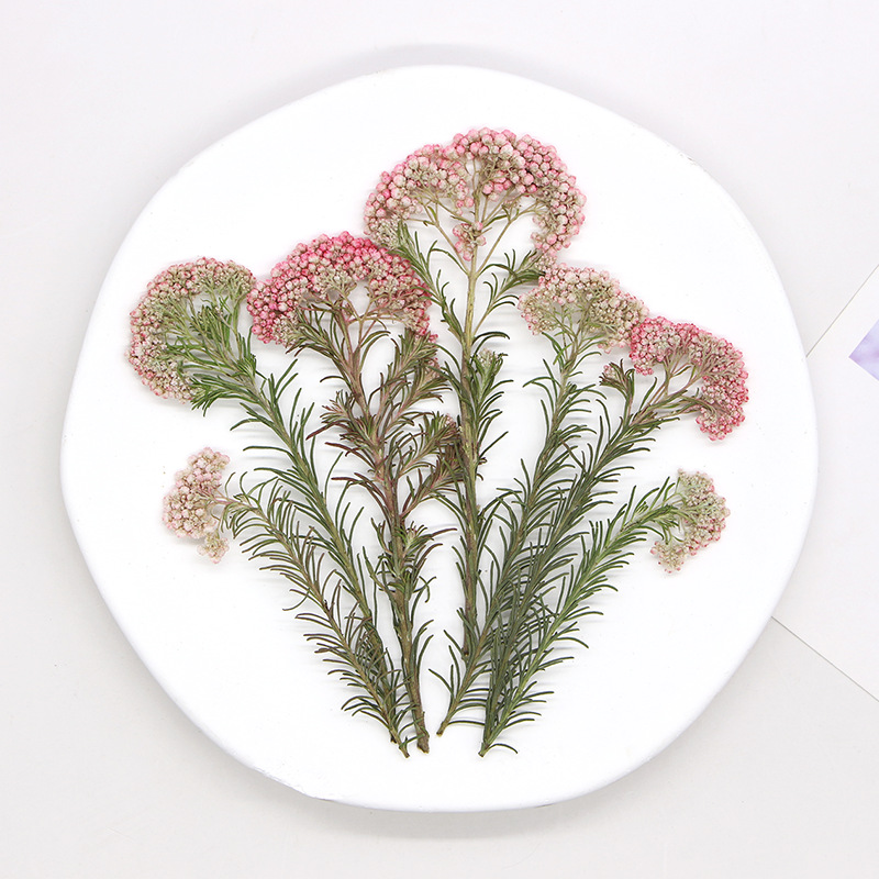 12pcs,Nature Millet flower bra - đánh giá và giá Pressed Flower Frame