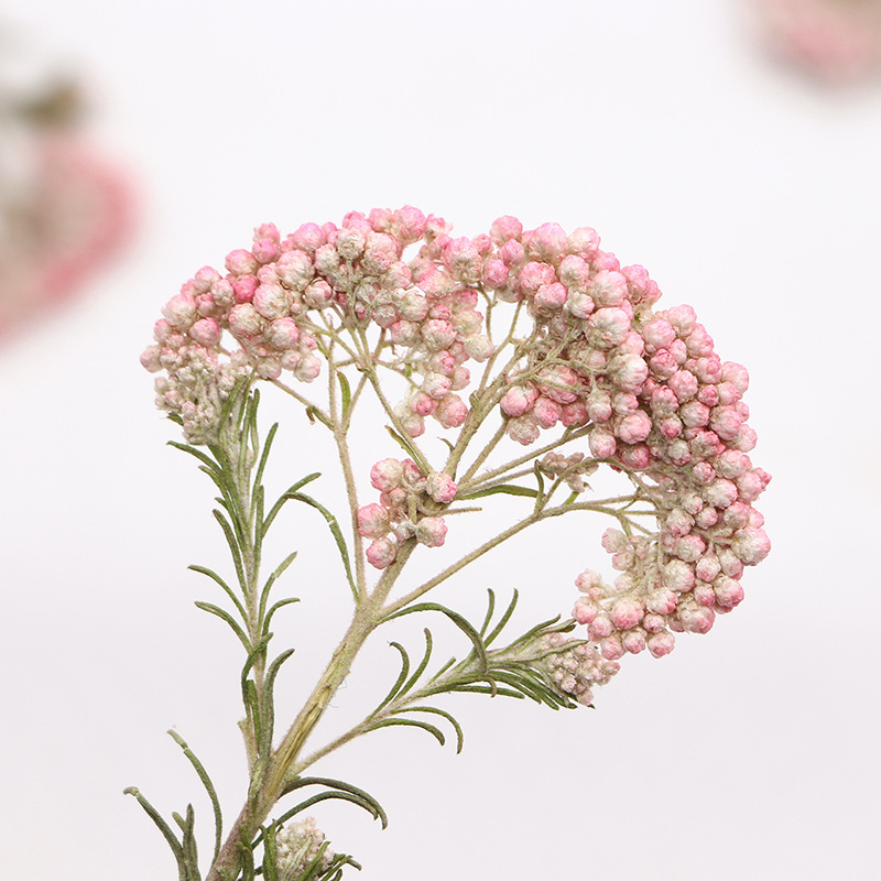 12pcs,Nature Millet flower bra - đánh giá và giá Pressed Flower Frame