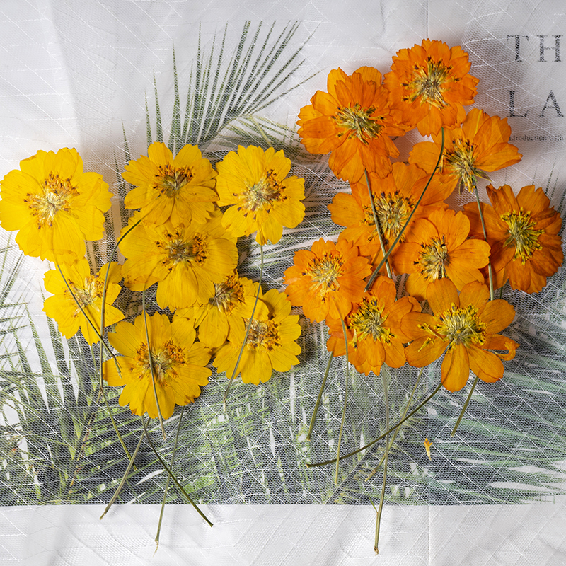 8-10cm/24pcs,nature pressed Co - đánh giá và giá Pressed Flower Frame