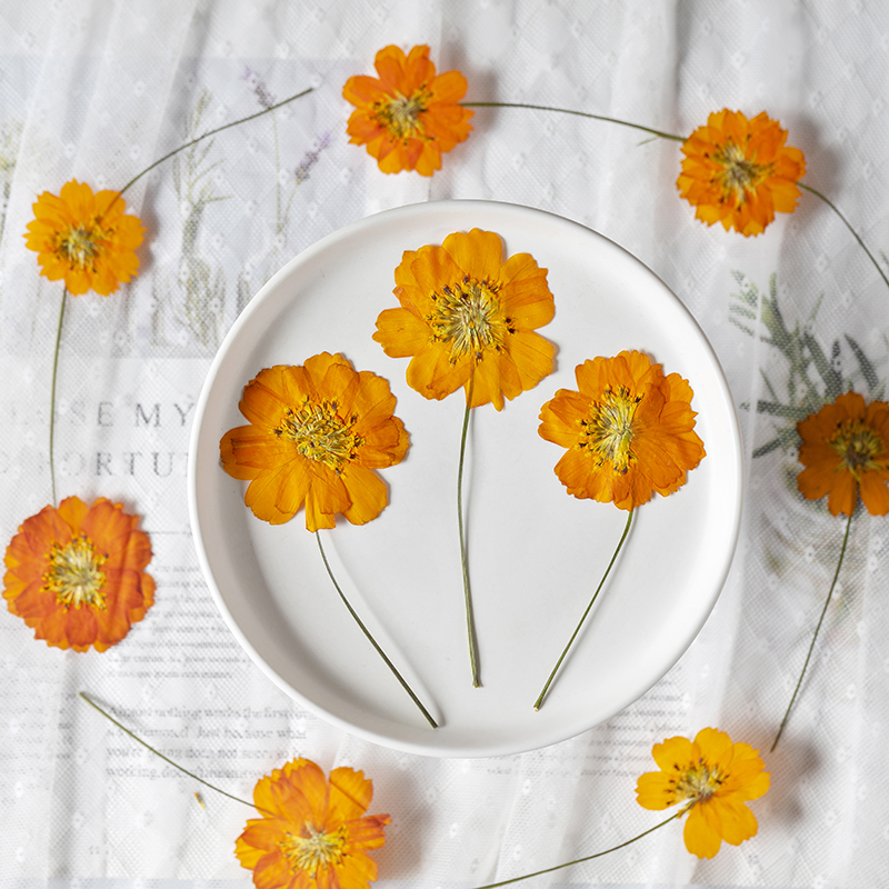 8-10cm/24pcs,nature pressed Co - đánh giá và giá Pressed Flower Frame