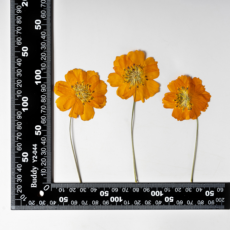 8-10cm/24pcs,nature pressed Co - đánh giá và giá Pressed Flower Frame