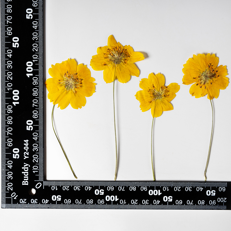 8-10cm/24pcs,nature pressed Co - đánh giá và giá Pressed Flower Frame