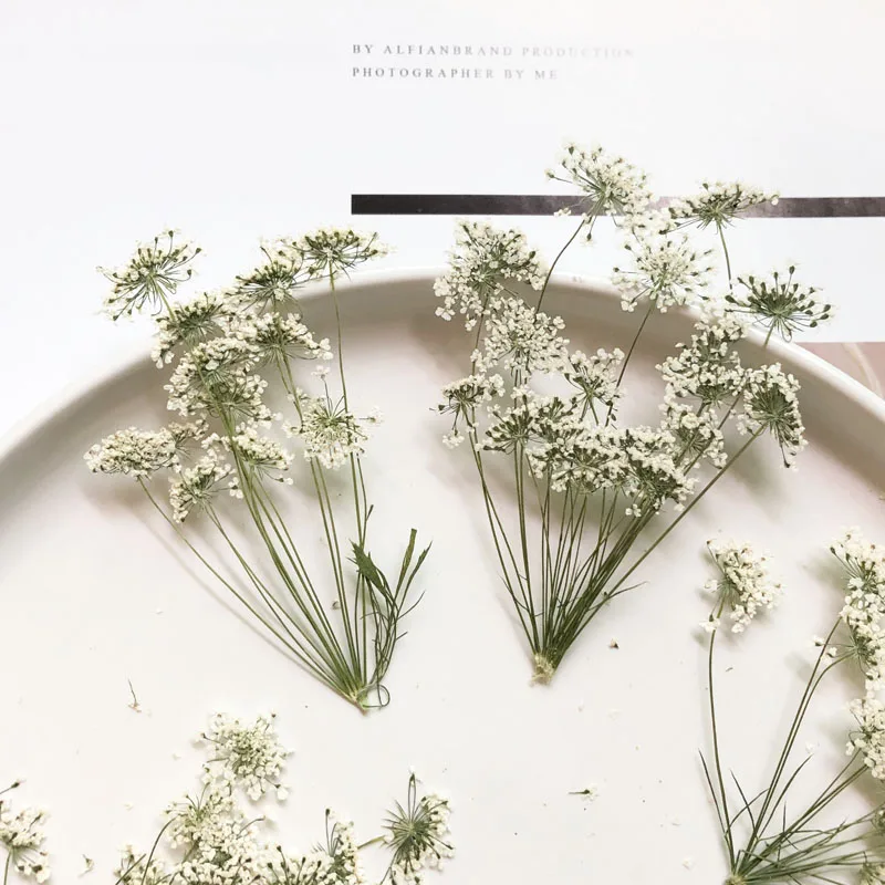 5-7cm/12pcs,Snow Tiny Flowers  - đánh giá và giá Pressed Flower Frame