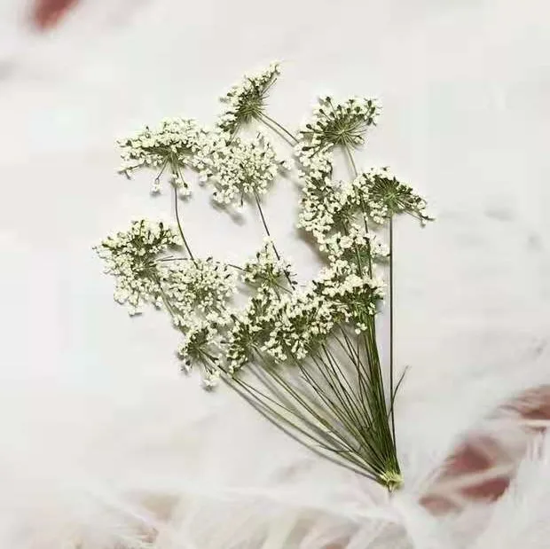 5-7cm/12pcs,Snow Tiny Flowers  - đánh giá và giá Pressed Flower Frame