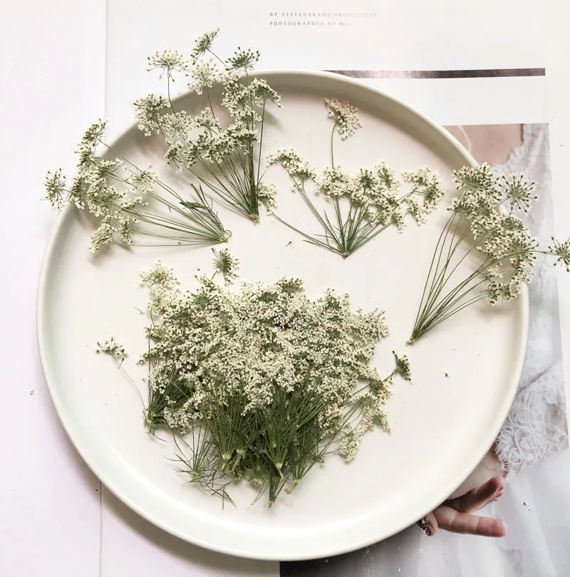 5-7cm/12pcs,Snow Tiny Flowers  - đánh giá và giá Pressed Flower Frame