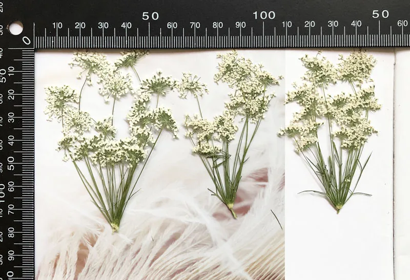5-7cm/12pcs,Snow Tiny Flowers  - đánh giá và giá Pressed Flower Frame