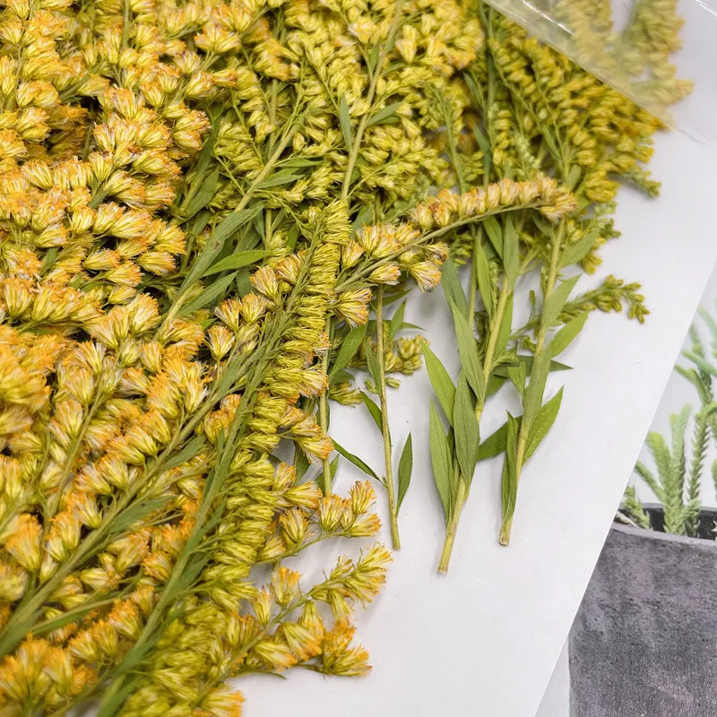 6-10cm/24pcs,natural pressed f - đánh giá và giá Pressed Flower Frame