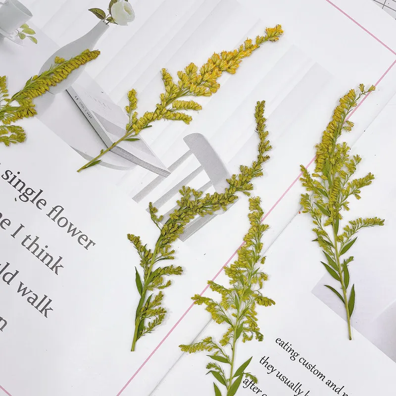 6-10cm/24pcs,natural pressed f - đánh giá và giá Pressed Flower Frame