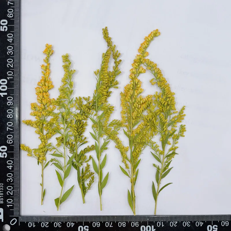 6-10cm/24pcs,natural pressed f - đánh giá và giá Pressed Flower Frame