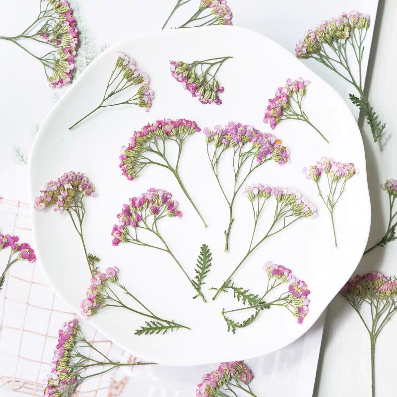 60pcs Pressed Dried Yarrow Ach - đánh giá và giá Pressed Flower Frame