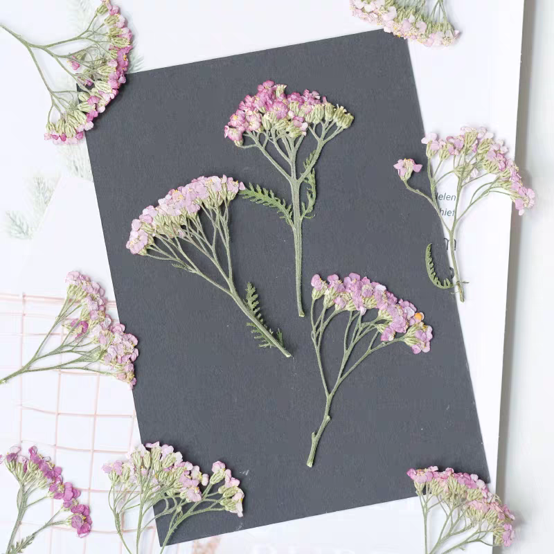 60pcs Pressed Dried Yarrow Ach - đánh giá và giá Pressed Flower Frame