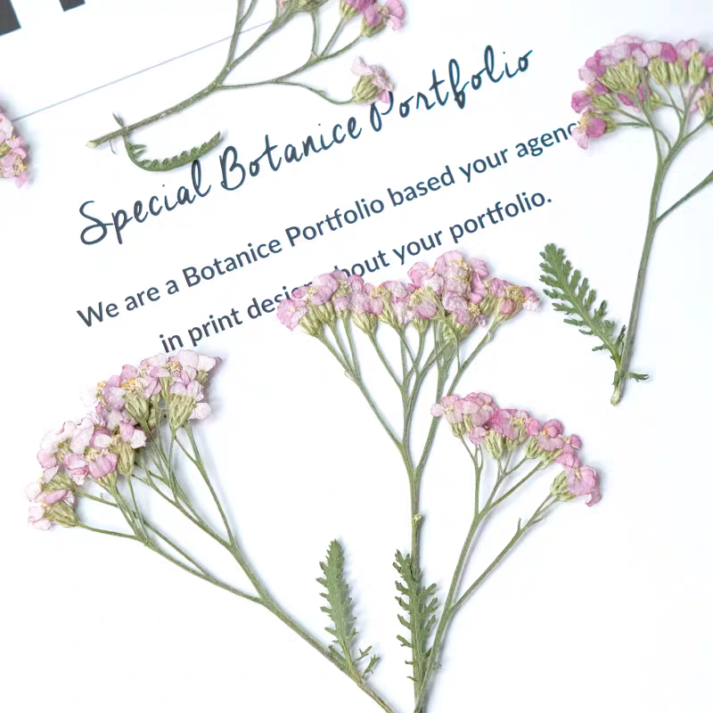 60pcs Pressed Dried Yarrow Ach - đánh giá và giá Pressed Flower Frame