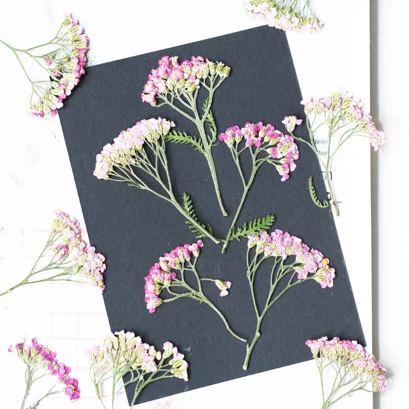 60pcs Pressed Dried Yarrow Ach - đánh giá và giá Pressed Flower Frame