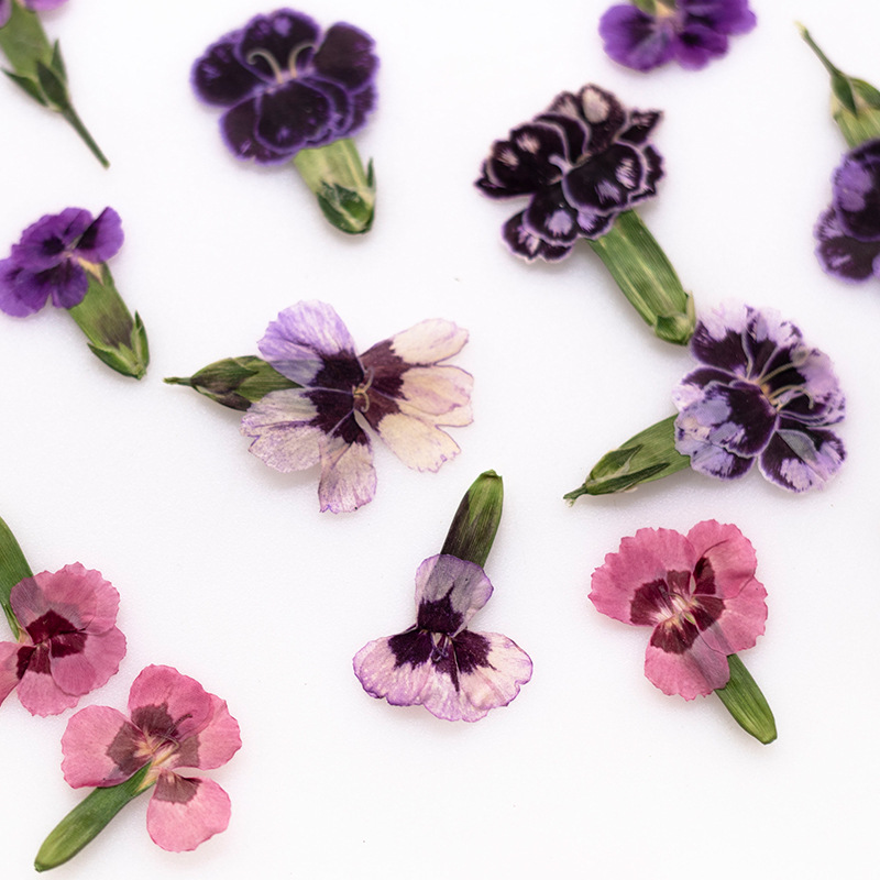 24pcs,Pressed Dried Dianthus F - đánh giá và giá Pressed Flower Frame