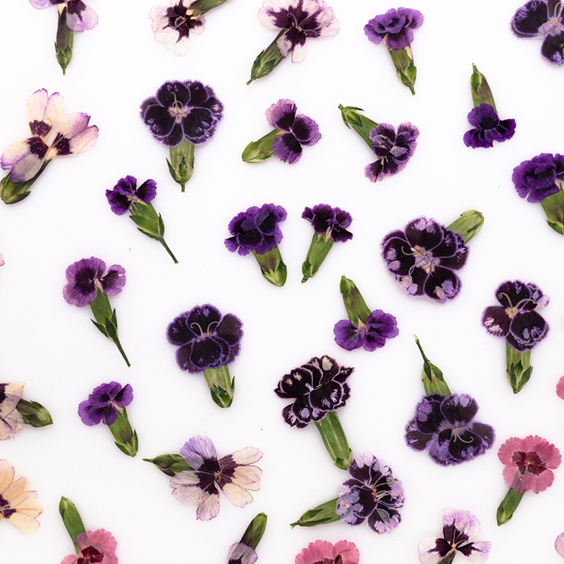 24pcs,Pressed Dried Dianthus F - đánh giá và giá Pressed Flower Frame