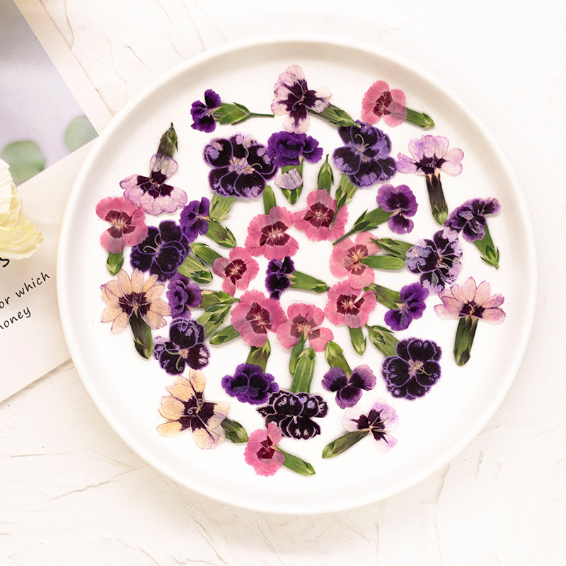 24pcs,Pressed Dried Dianthus F - đánh giá và giá Pressed Flower Frame