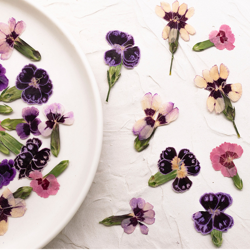 24pcs,Pressed Dried Dianthus F - đánh giá và giá Pressed Flower Frame