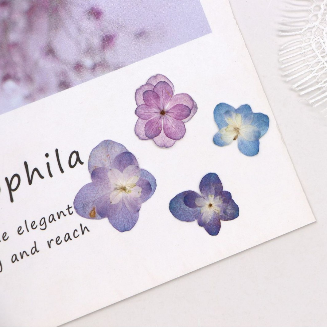 60Pcs Mini Double-Flowered Hyd - đánh giá và giá Pressed Flower Frame