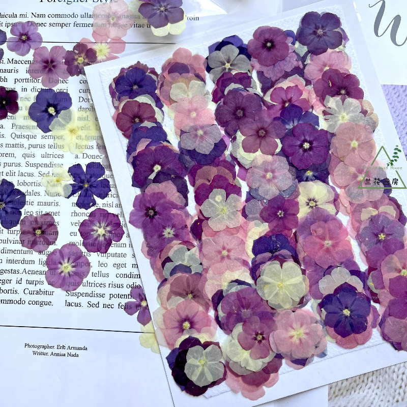 12pcs,Semi-Transparent Niche P - đánh giá và giá Pressed Flower Frame