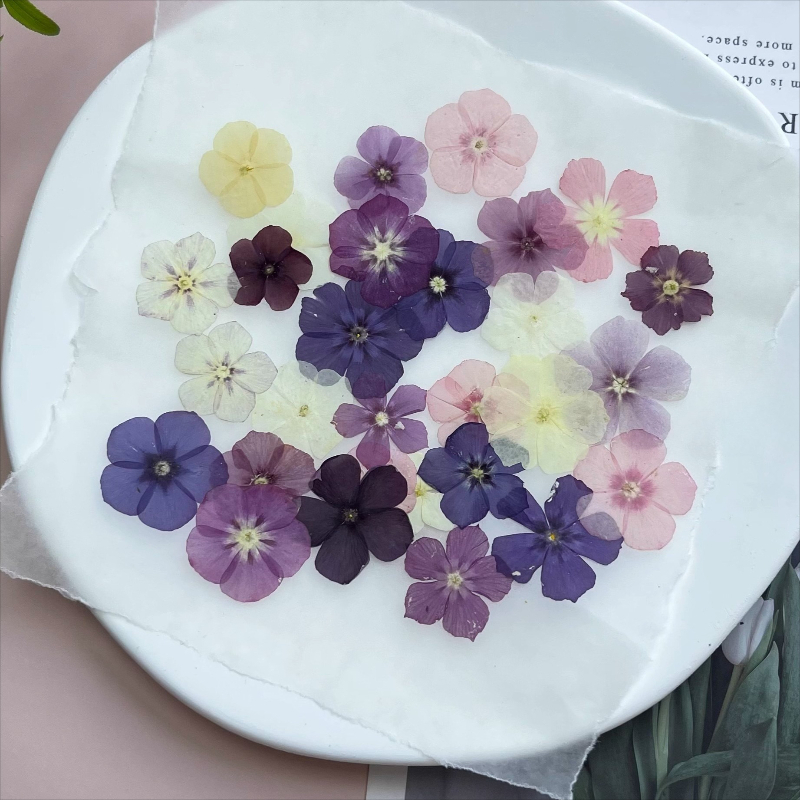 12pcs,Semi-Transparent Niche P - đánh giá và giá Pressed Flower Frame