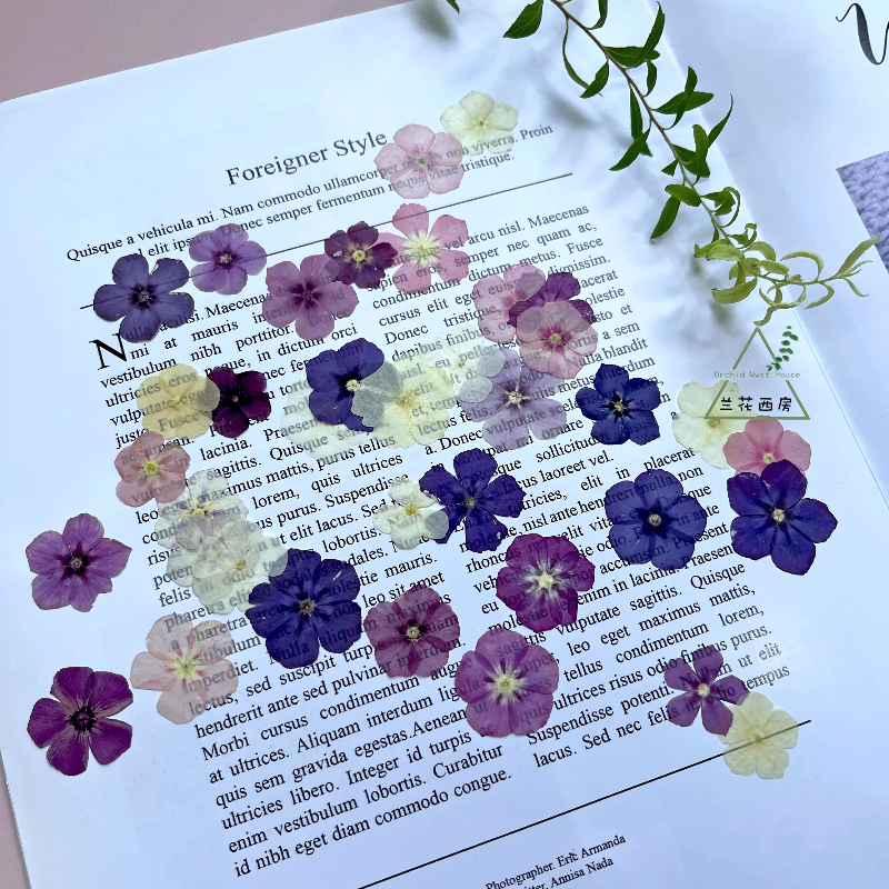 12pcs,Semi-Transparent Niche P - đánh giá và giá Pressed Flower Frame