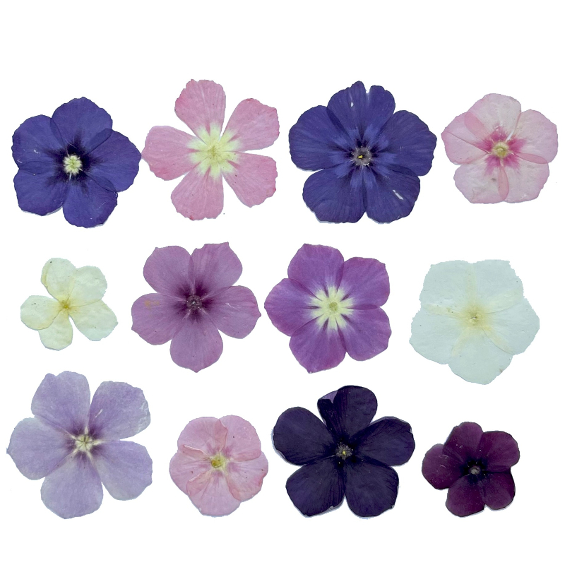 12pcs,Semi-Transparent Niche P - đánh giá và giá Pressed Flower Frame