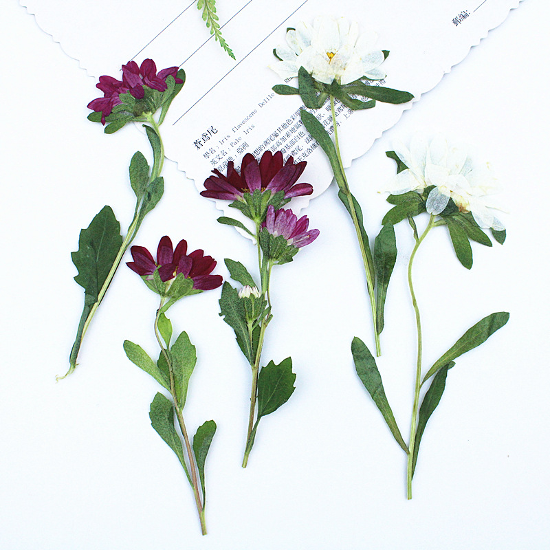 24pcs,Mini Chrysanthemum Press - đánh giá và giá Pressed Flower Frame