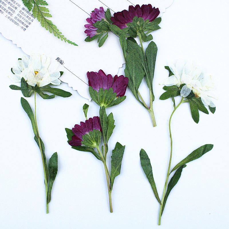 24pcs,Mini Chrysanthemum Press - đánh giá và giá Pressed Flower Frame