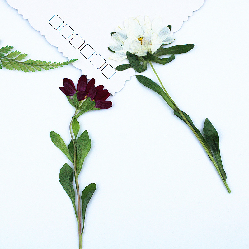 24pcs,Mini Chrysanthemum Press - đánh giá và giá Pressed Flower Frame