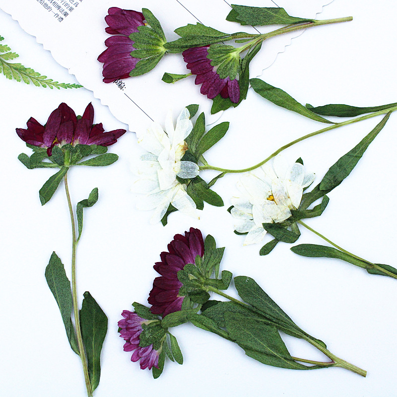 24pcs,Mini Chrysanthemum Press - đánh giá và giá Pressed Flower Frame