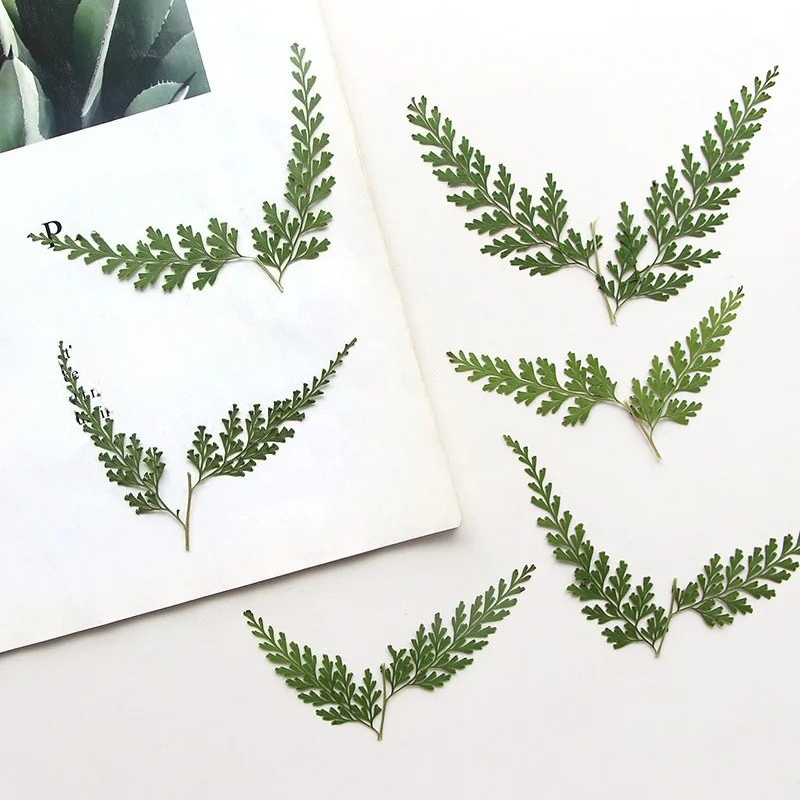 Nature Pressed Fern Branches,d - đánh giá và giá Pressed Flower Frame