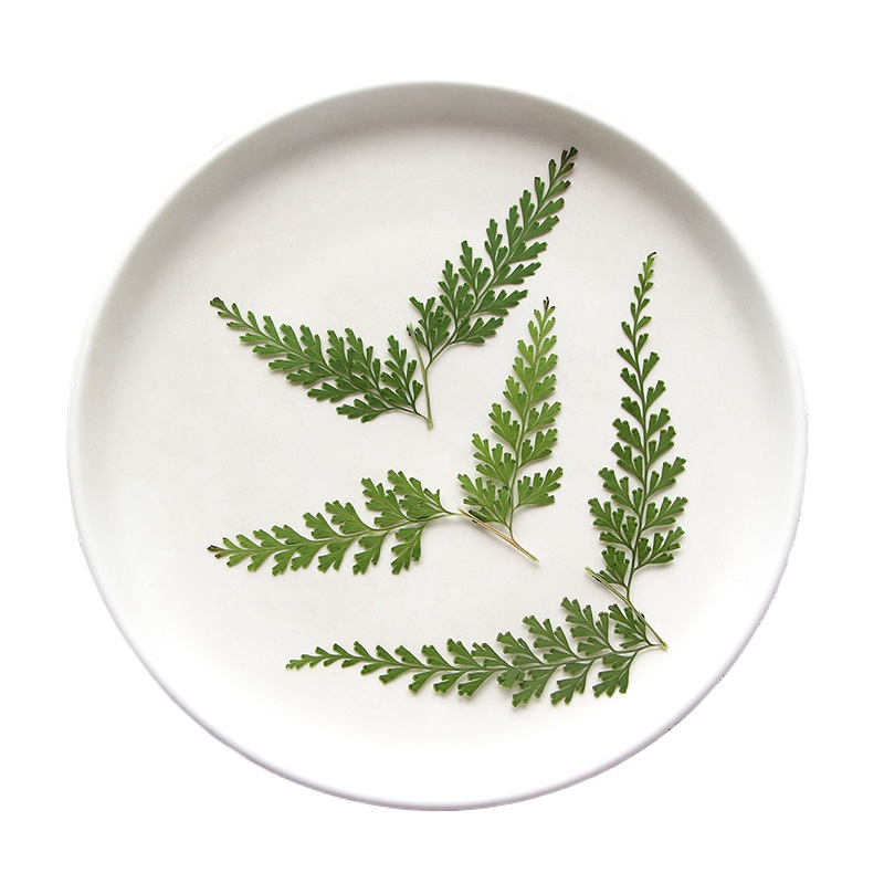 Nature Pressed Fern Branches,d - đánh giá và giá Pressed Flower Frame