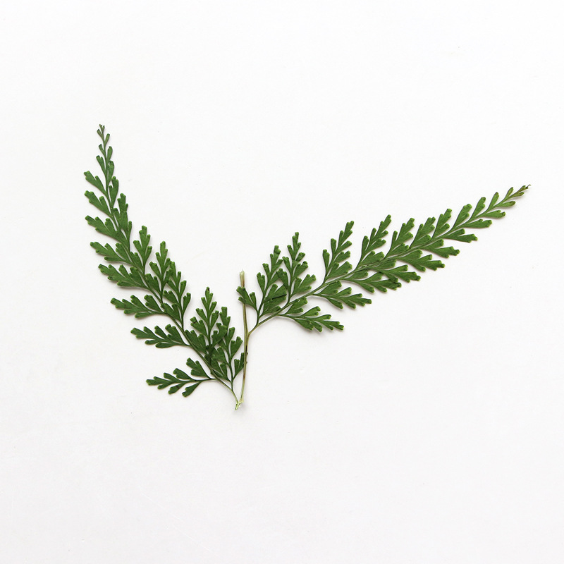 Nature Pressed Fern Branches,d - đánh giá và giá Pressed Flower Frame