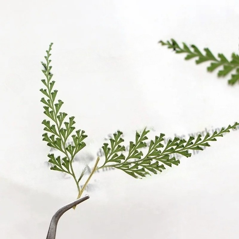Nature Pressed Fern Branches,d - đánh giá và giá Pressed Flower Frame