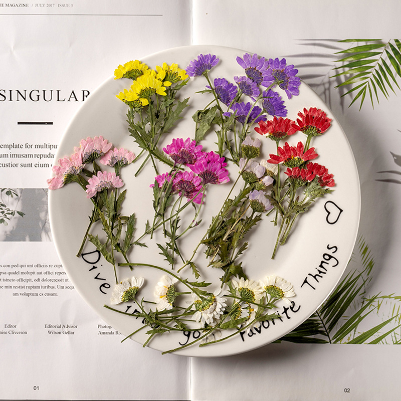5-8cm/24pcs,Side pressed cryst - đánh giá và giá Pressed Flower Frame