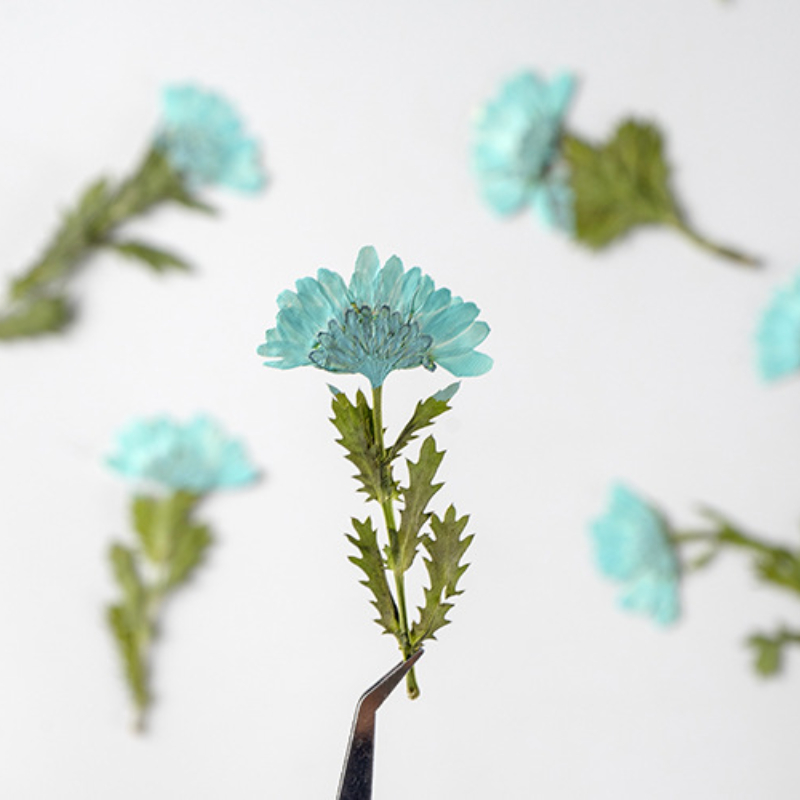 5-8cm/24pcs,Side pressed cryst - đánh giá và giá Pressed Flower Frame