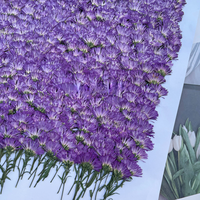 100PCS/3-6cm,Pressed daisy min - đánh giá và giá Pressed Flower Frame