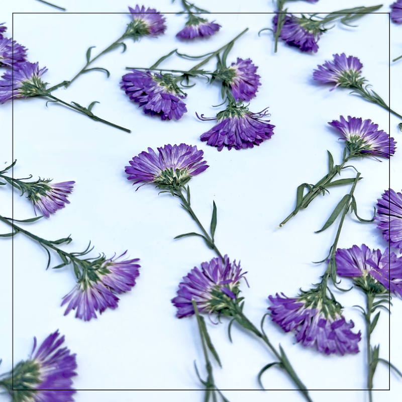 100PCS/3-6cm,Pressed daisy min - đánh giá và giá Pressed Flower Frame