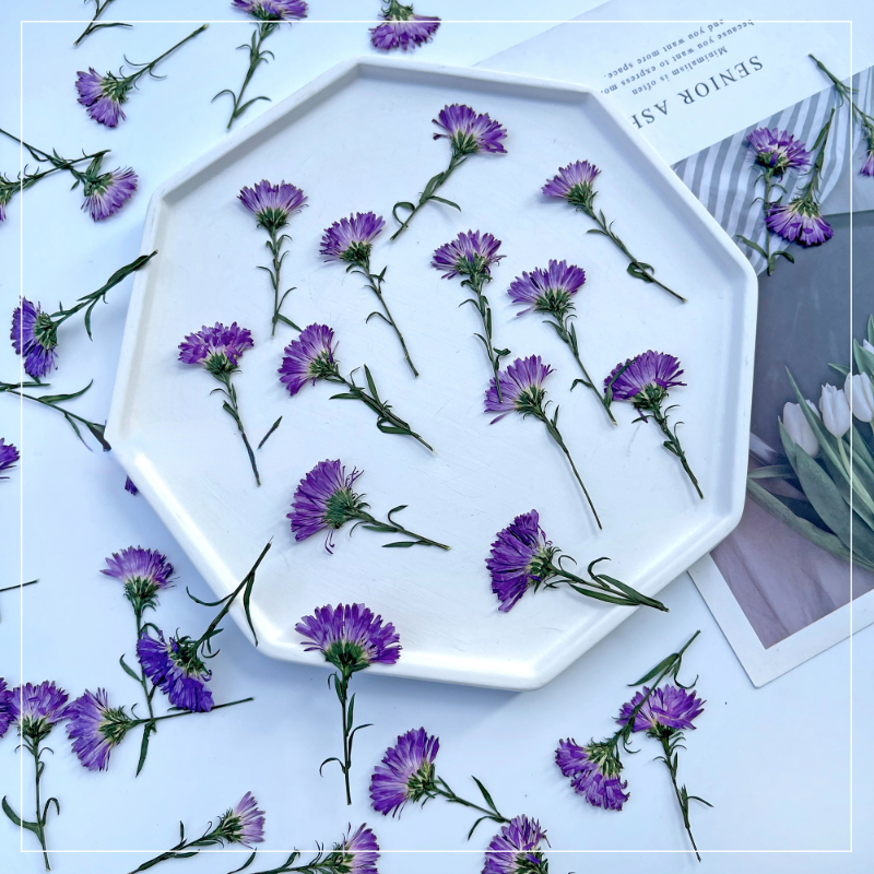 100PCS/3-6cm,Pressed daisy min - đánh giá và giá Pressed Flower Frame
