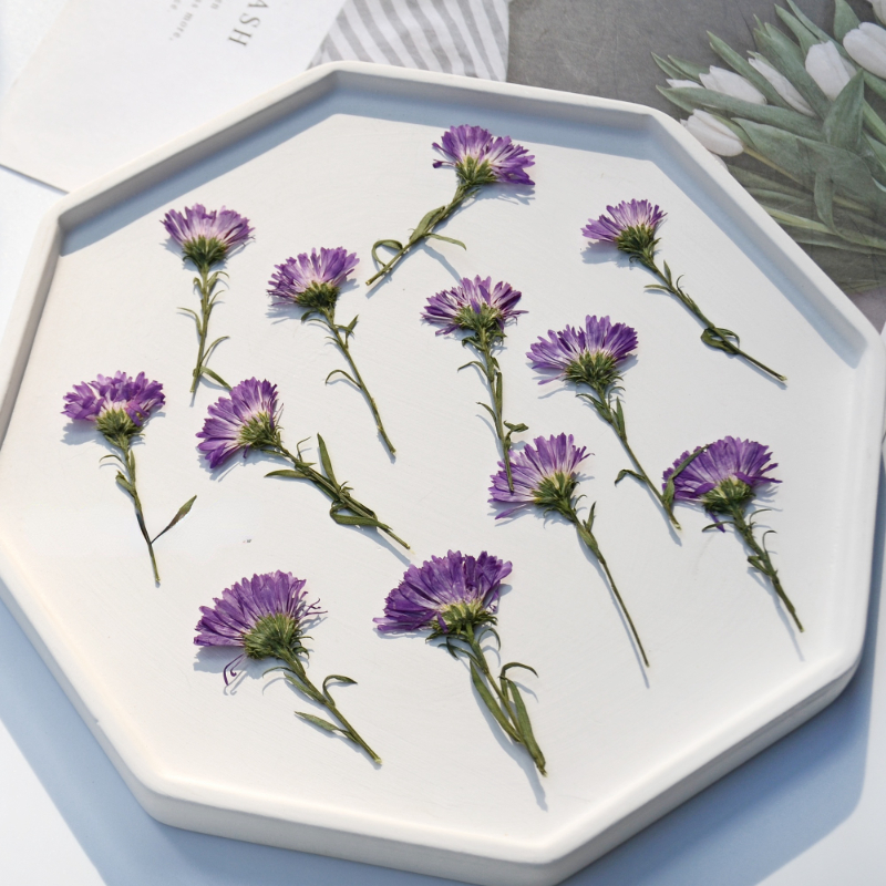 100PCS/3-6cm,Pressed daisy min - đánh giá và giá Pressed Flower Frame